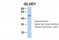 GLUD1 antibody - N-terminal region